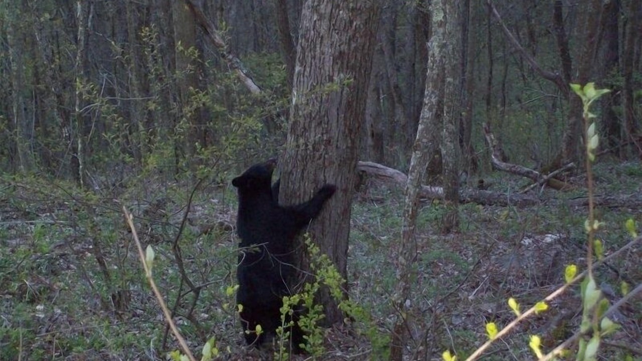 Photo of Others in Skyland