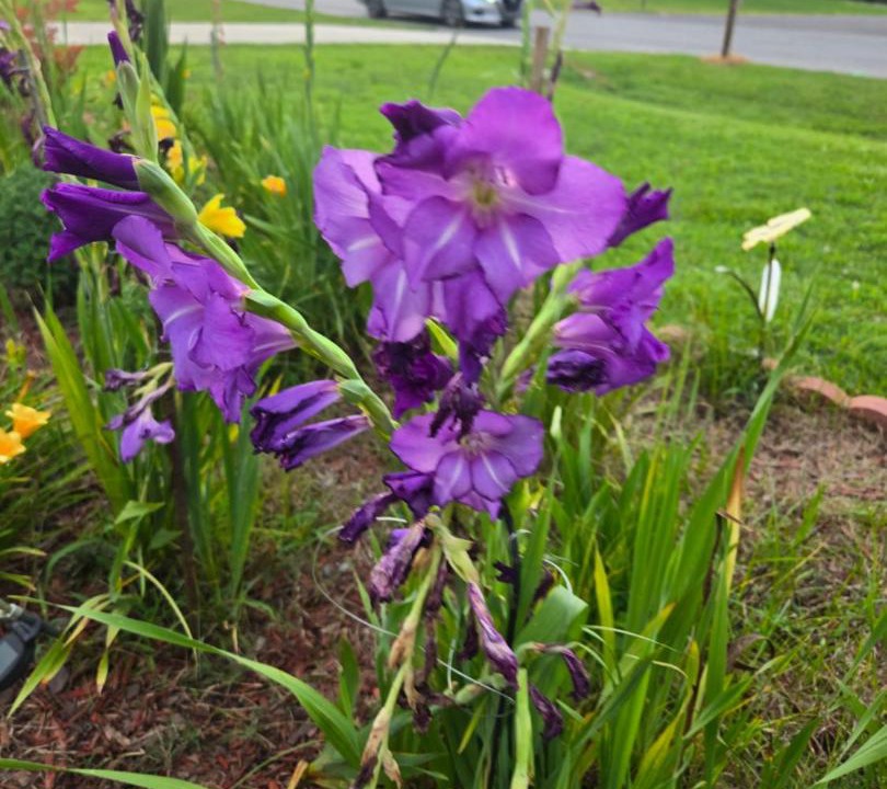 Photo of Outdoor in Mocksville