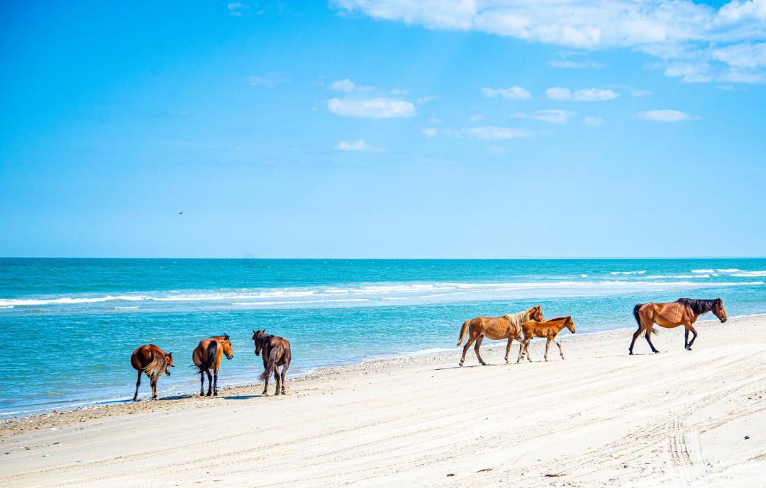 Photo of Others in Carova Beach