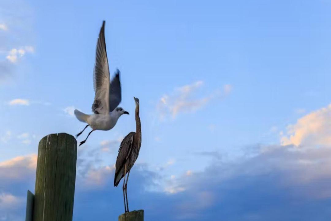 Photo of Others in Hilton Head Island