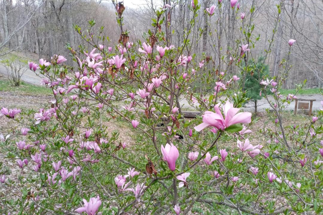 Photo of Outdoor in Wolf Laurel