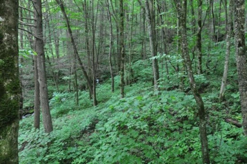 Photo of Others in Bryson City