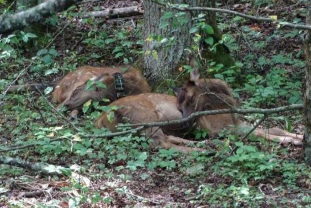 Photo of Outdoor in Bryson City