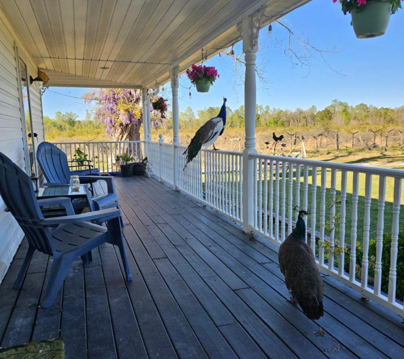 Photo of Patio Balcony in Ernul