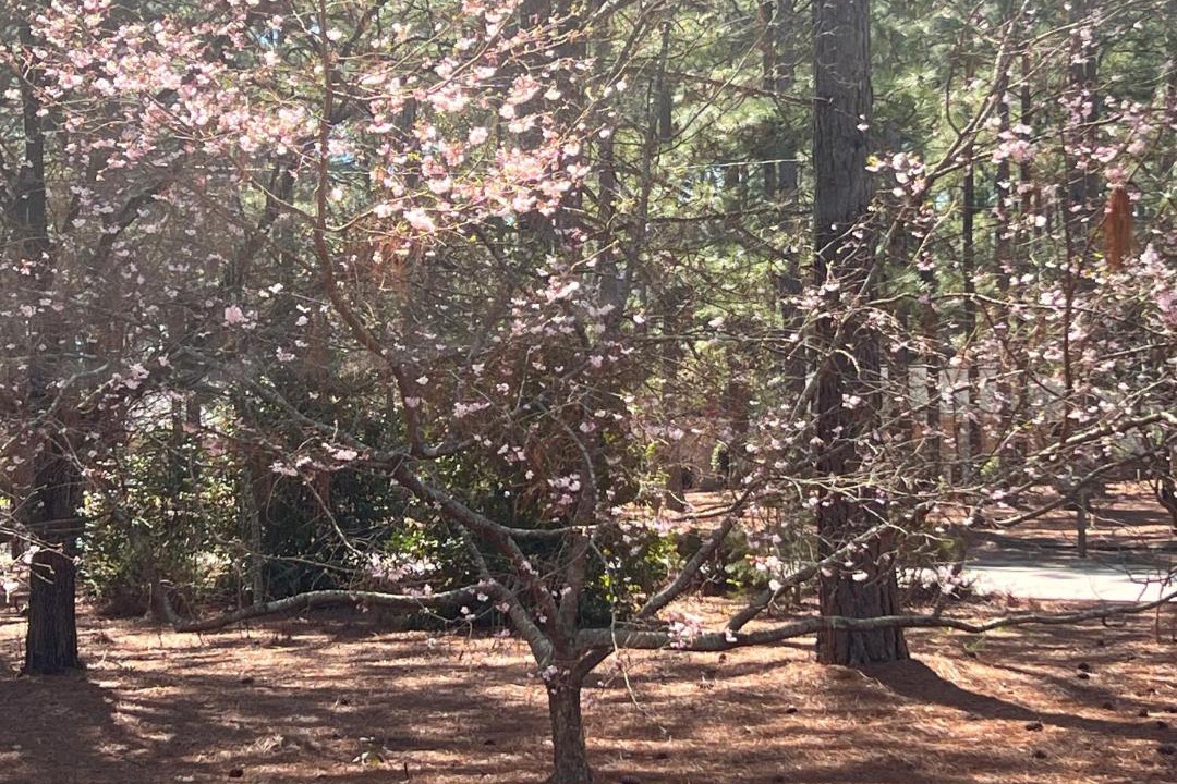 Photo of Others in Whispering Pines
