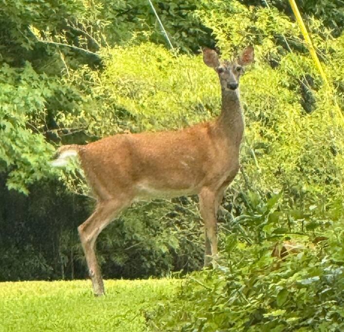 Photo of Others in Brevard