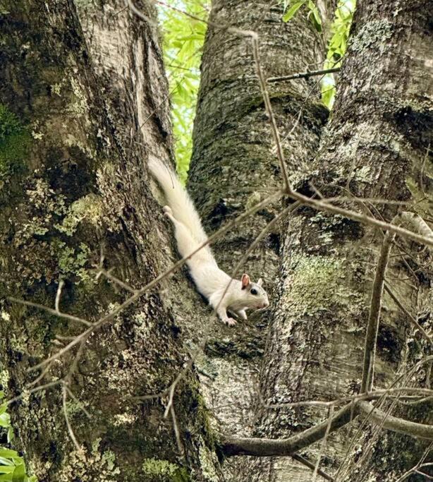 Photo of Others in Brevard