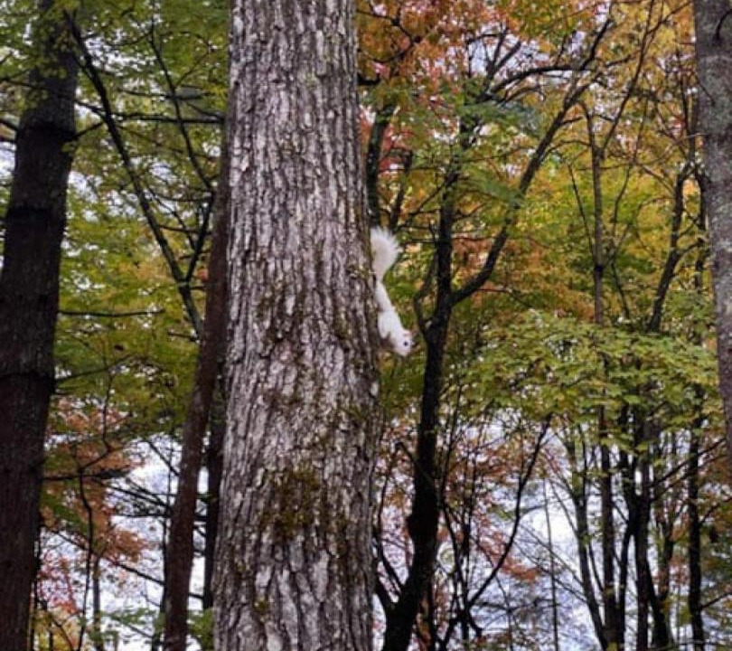 Photo of Others in Lake Toxaway