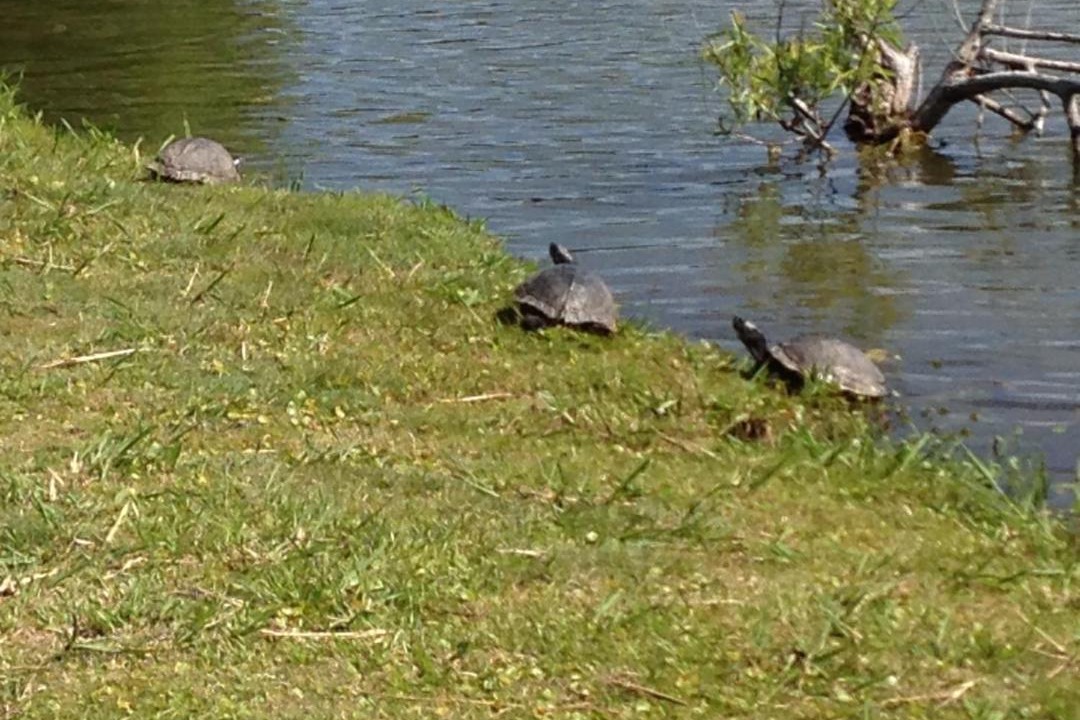 Photo of Others in Emerald Isle