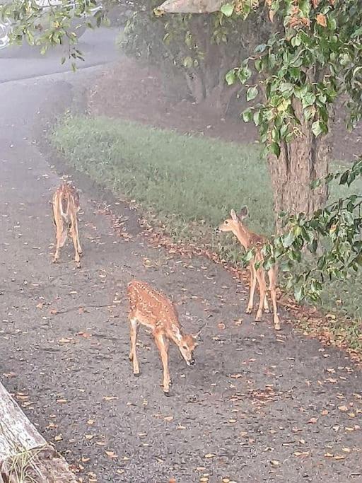 Photo of Others in Piney Creek