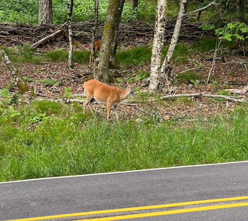 Photo of Others in Beech Mountain
