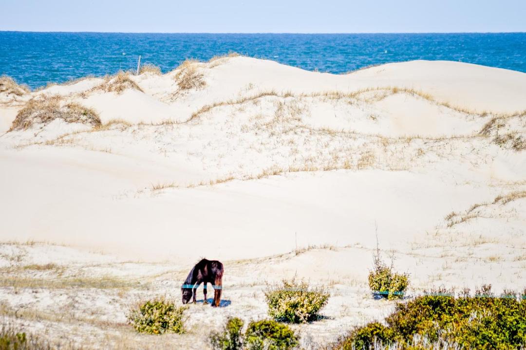 Photo of Human In Picture in Carova Beach