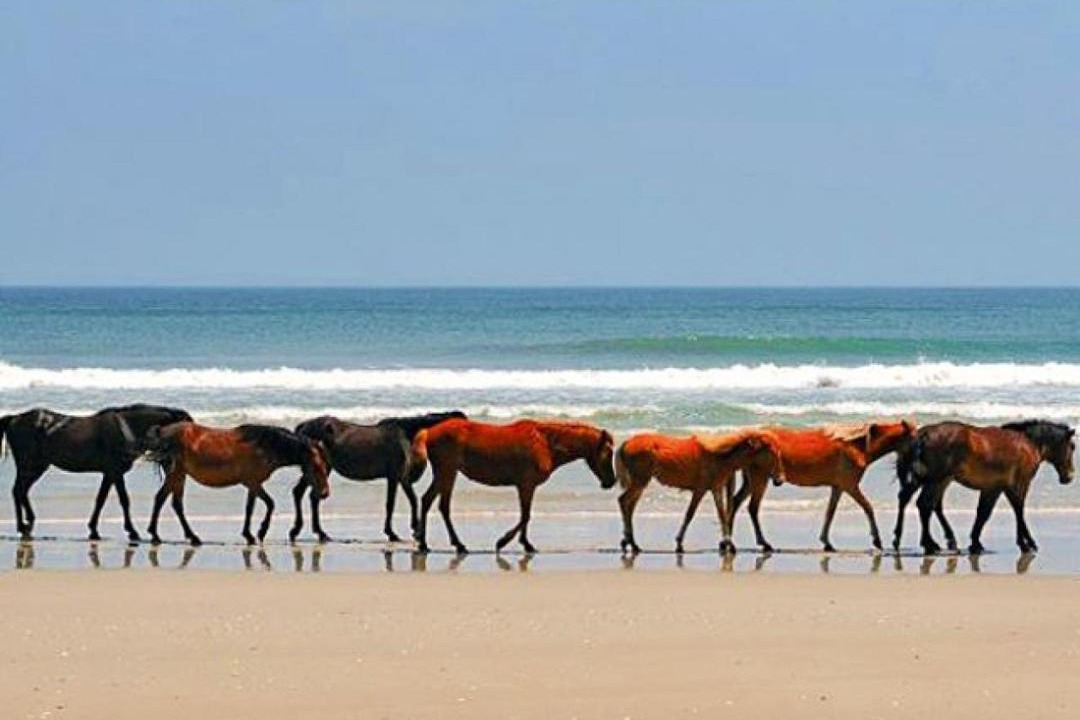 Photo of Others in Carova Beach